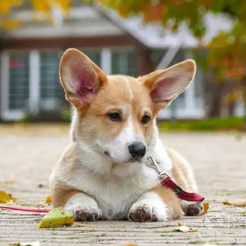 How to care for leather dog leads and collars is not among the basics that you'd know.