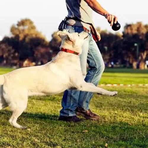 Tips to Stop Your Aggressive Chewer